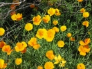 PICTURES/Picacho Peak & Casa Grande/t_Picacho Peak - Poppies2.JPG